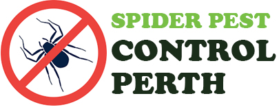 Spider Pest Control perth 